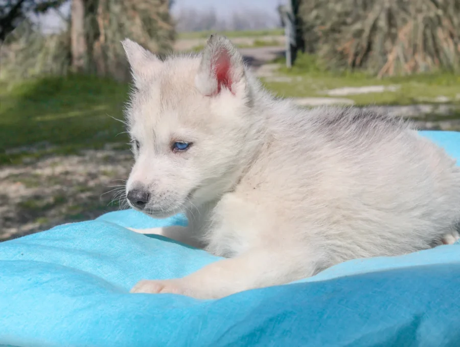 Husky Syrax3