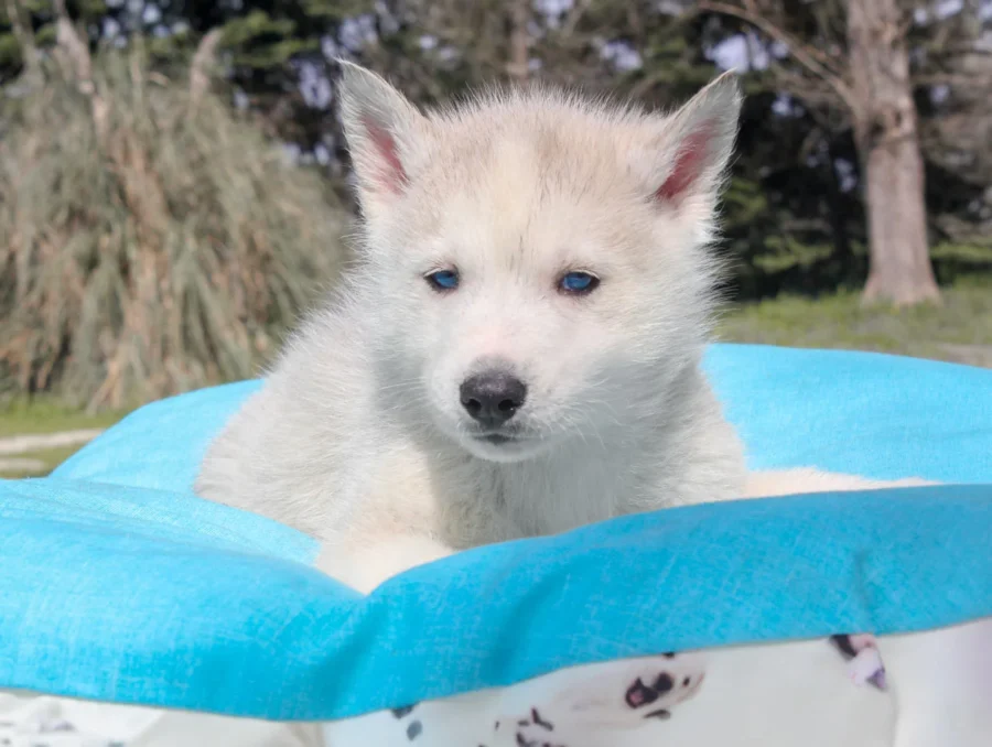 Husky Syrax4
