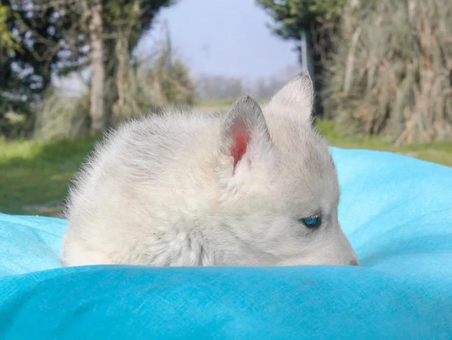Husky Syrax5