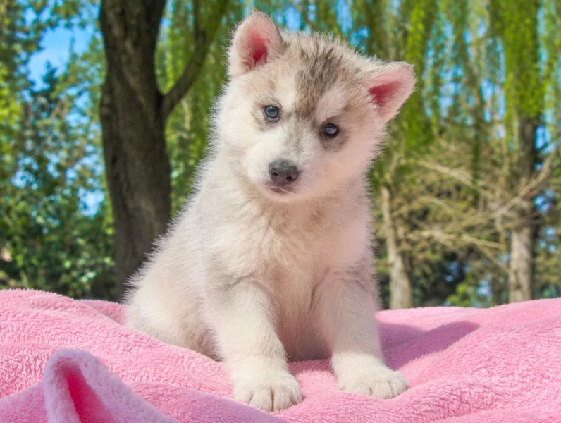 Cuccioli Husky