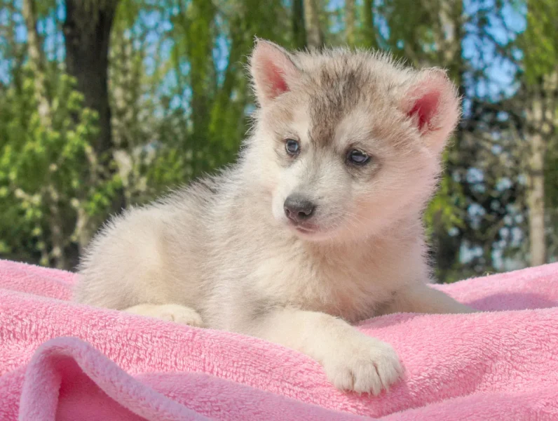 Vendita Cuccioli Husky