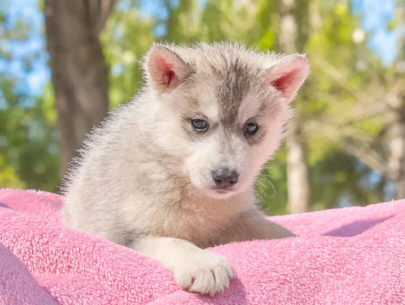 Husky Cuccioli