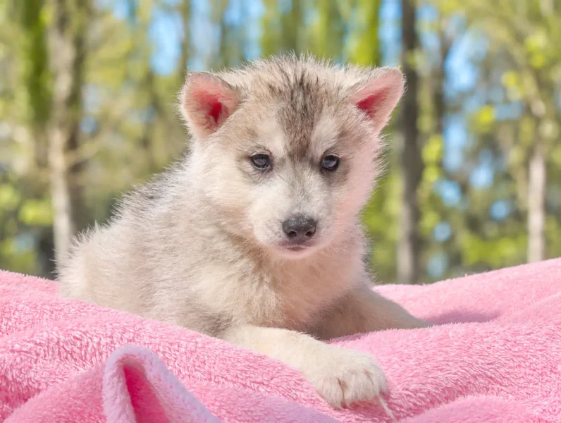 Cuccioli di Husky
