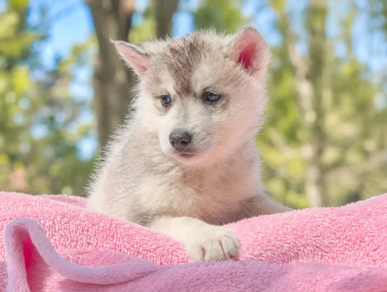 Allevamento Siberian Husky
