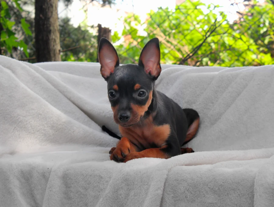 Pinscher Alley1