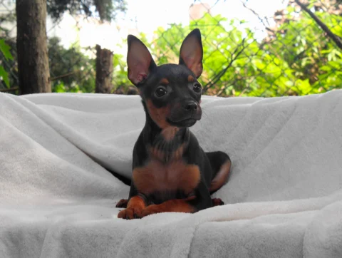 Pinscher Alley2
