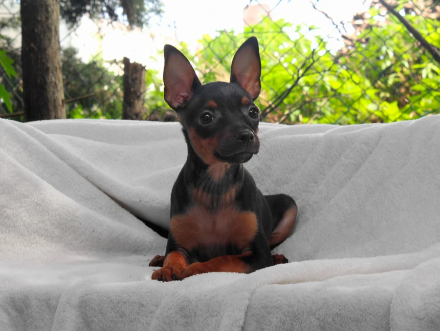 Pinscher Alley2