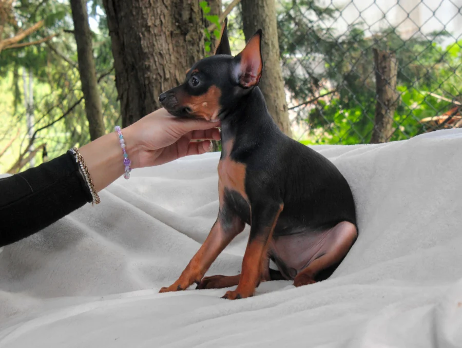 Pinscher Alley3