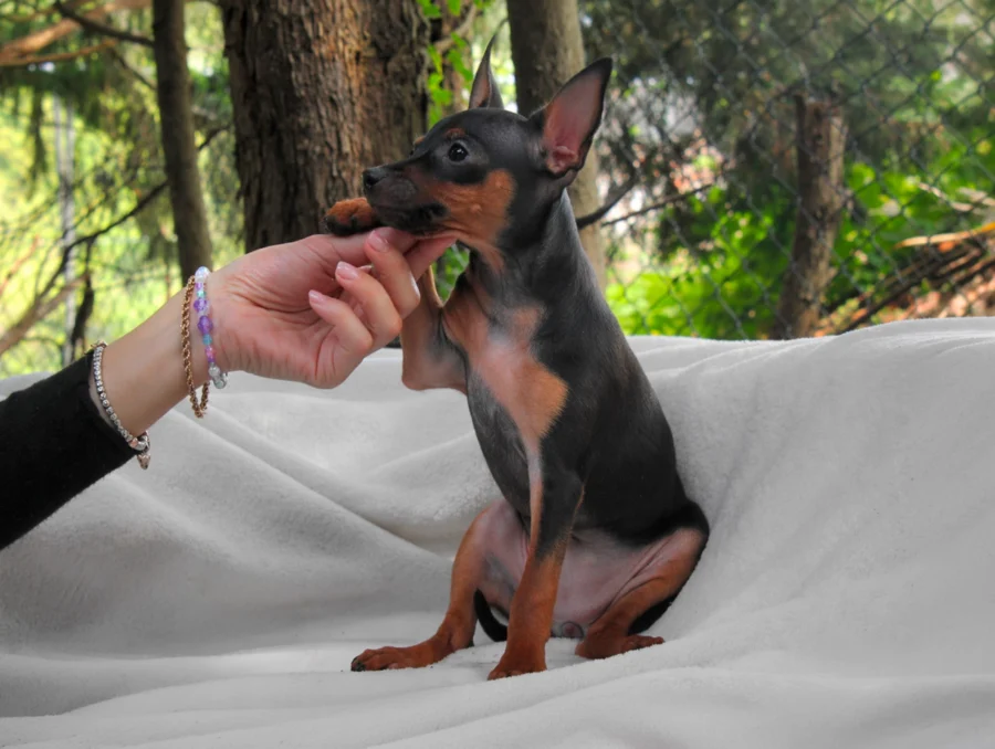 Pinscher Alley4