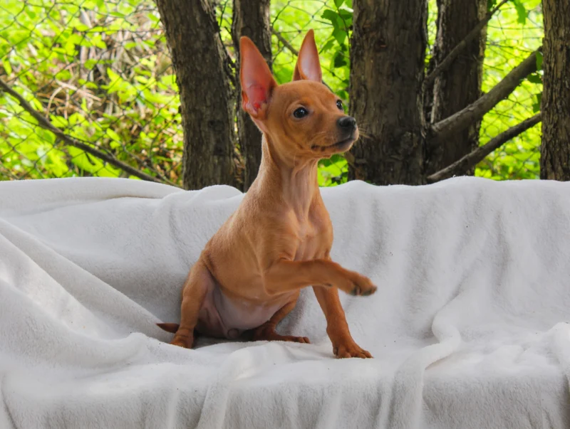 Pinscher Tara1