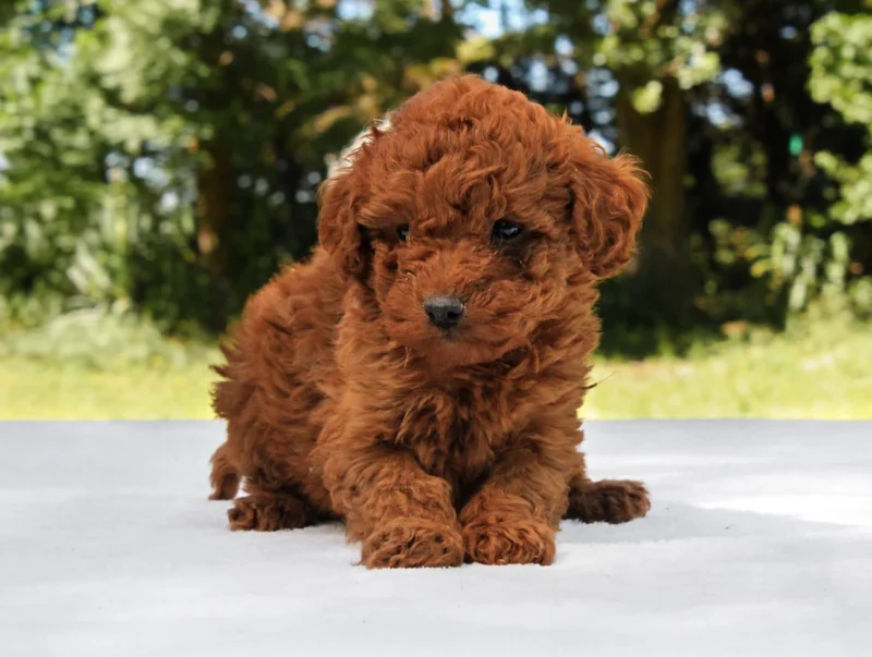 Vendita Cuccioli Barboncino