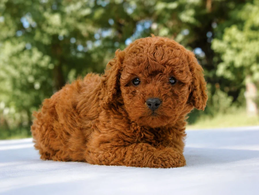 Barboncino Maddie1