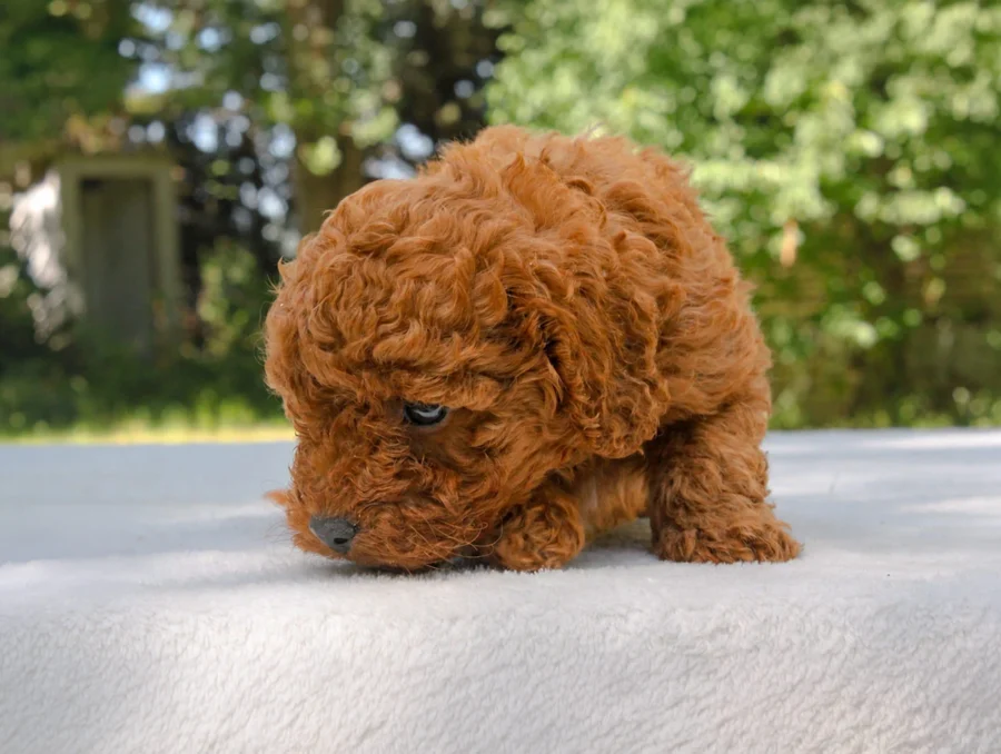 Barboncino Maddie3