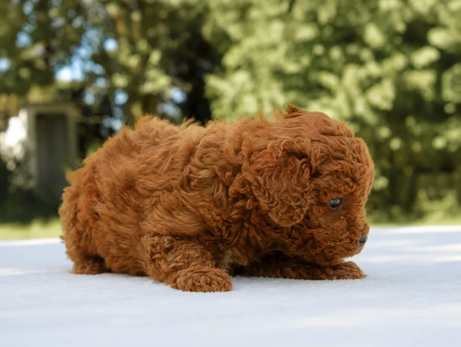 Barboncino Maddie4