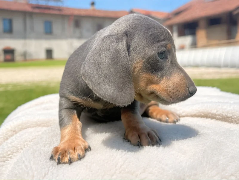 Cuccioli Bassotto Nano