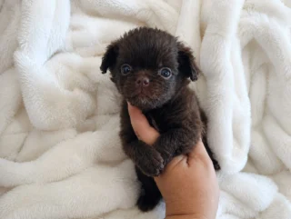 Chihuahua Akido2