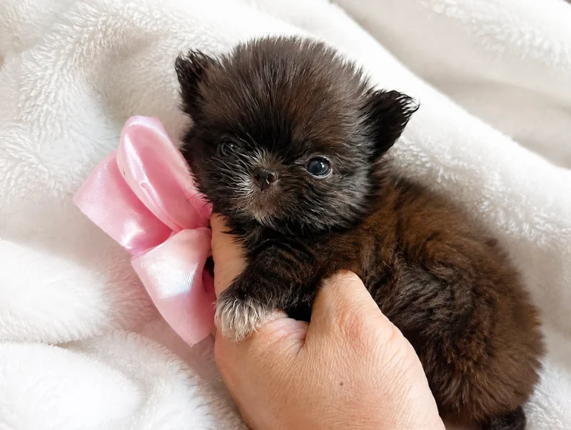 Cuccioli Chihuahua