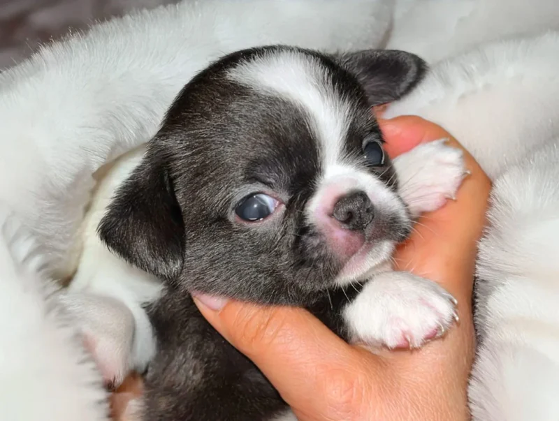 Cuccioli di Chihuahua