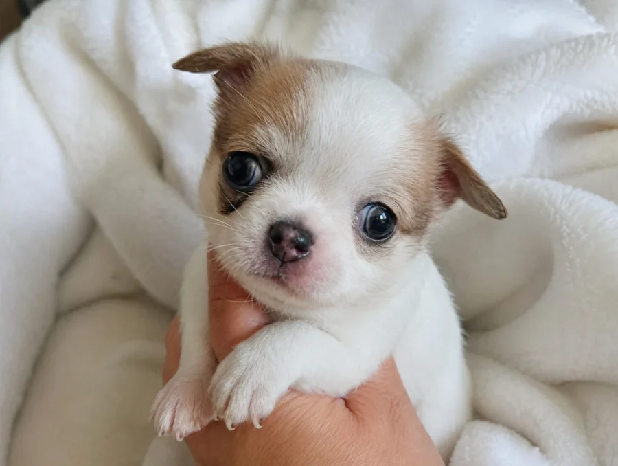 Chihuahua Nyna