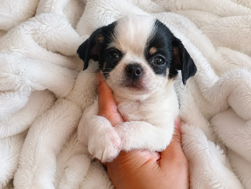 Cuccioli Chihuahua Toy