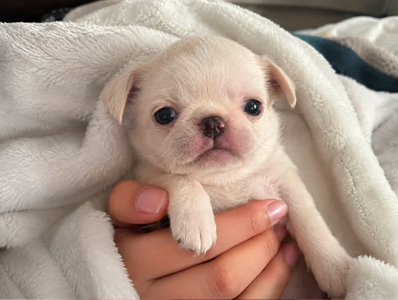 Allevamento Chihuahua