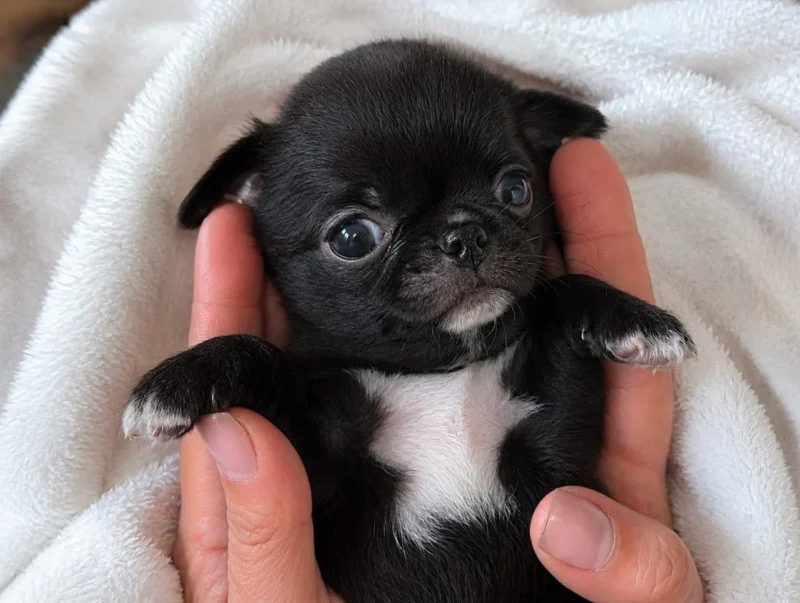 Vendita Cuccioli Chihuahua