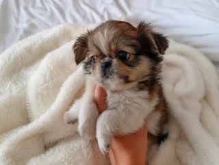 Chihuahua Zuko1