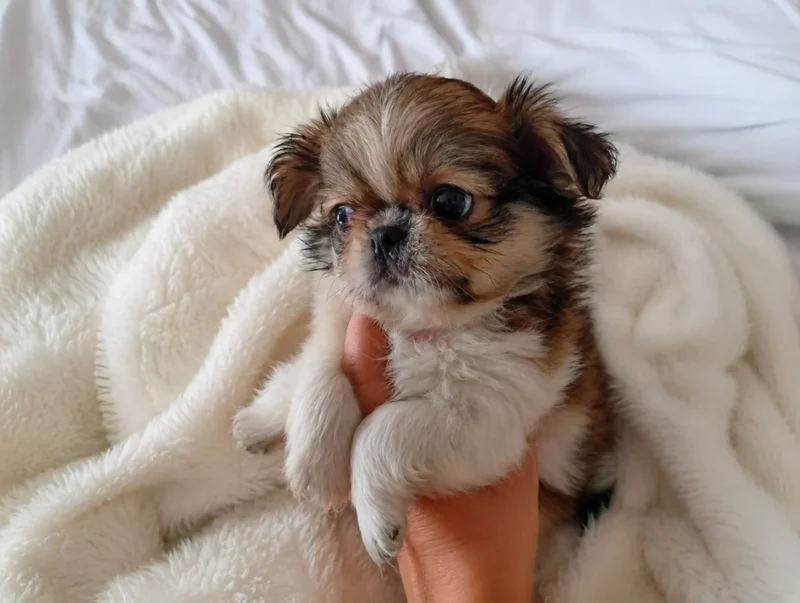 Allevamento Cuccioli Chihuahua