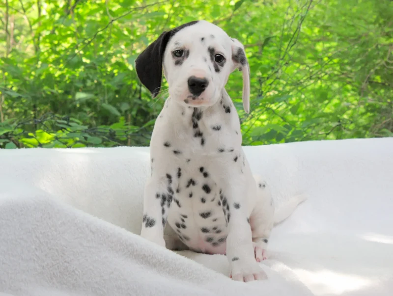 Allevamento Dalmata
