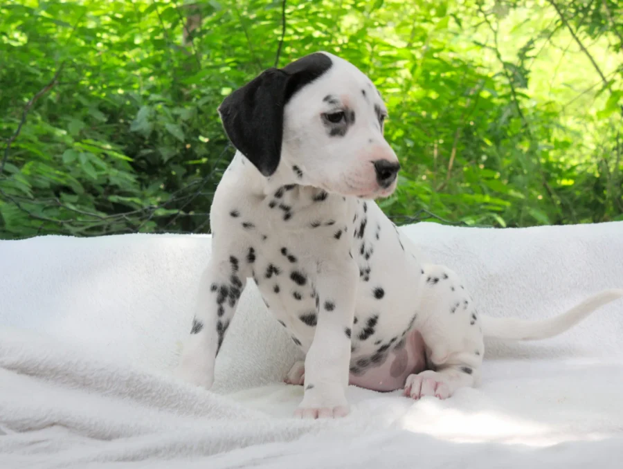 Dalmata Alma2