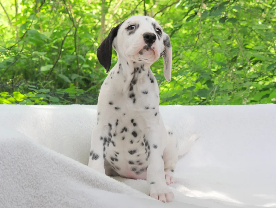 Dalmata Alma3