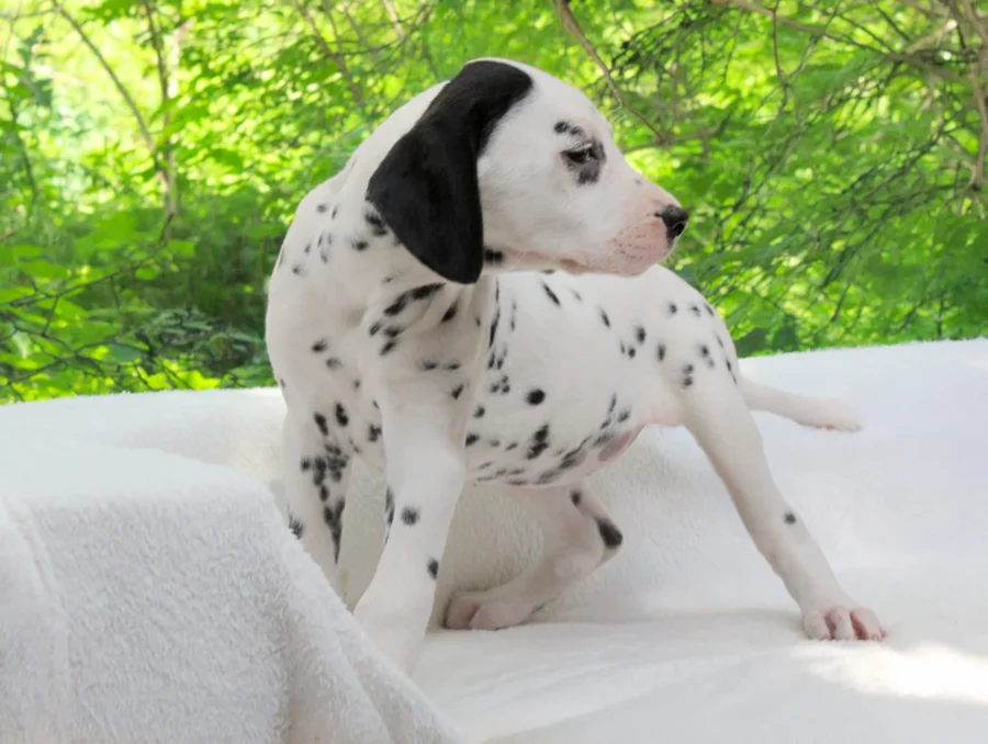 Dalmata Alma4