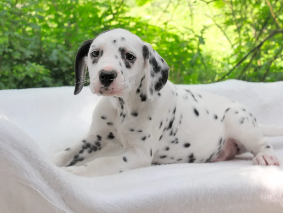 Dalmata Alma5