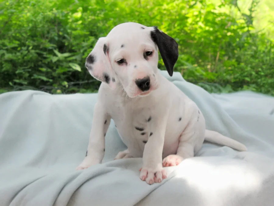 Dalmata Atlas1