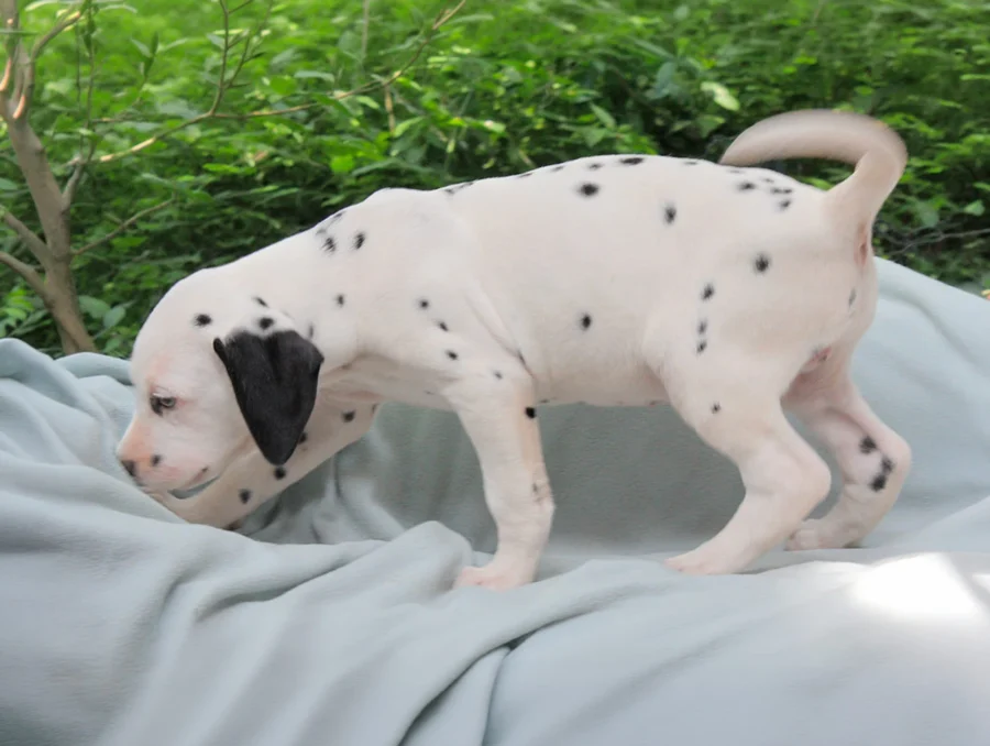Dalmata Atlas2