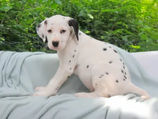 Dalmata Atlas3