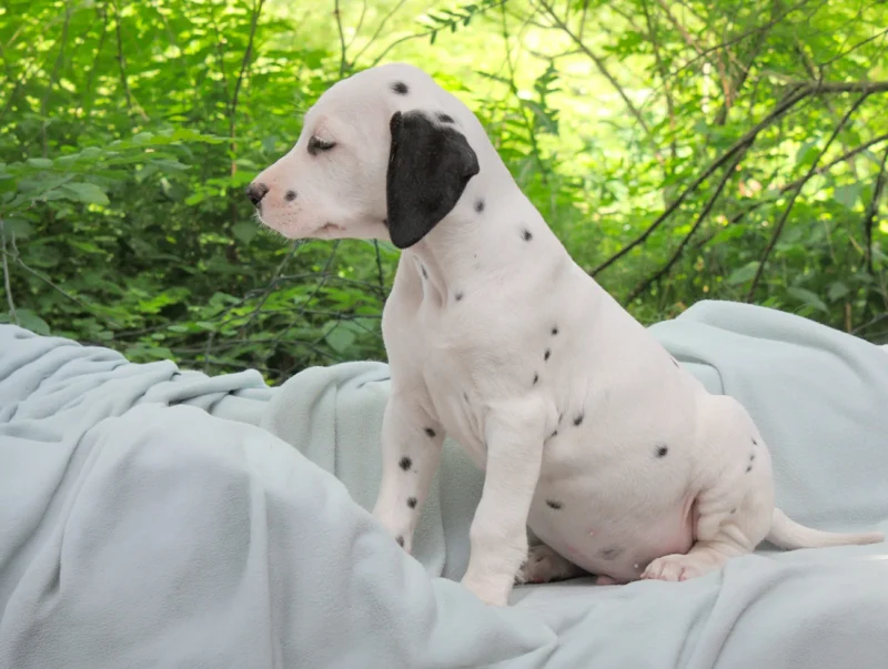 Cuccioli Dalmata
