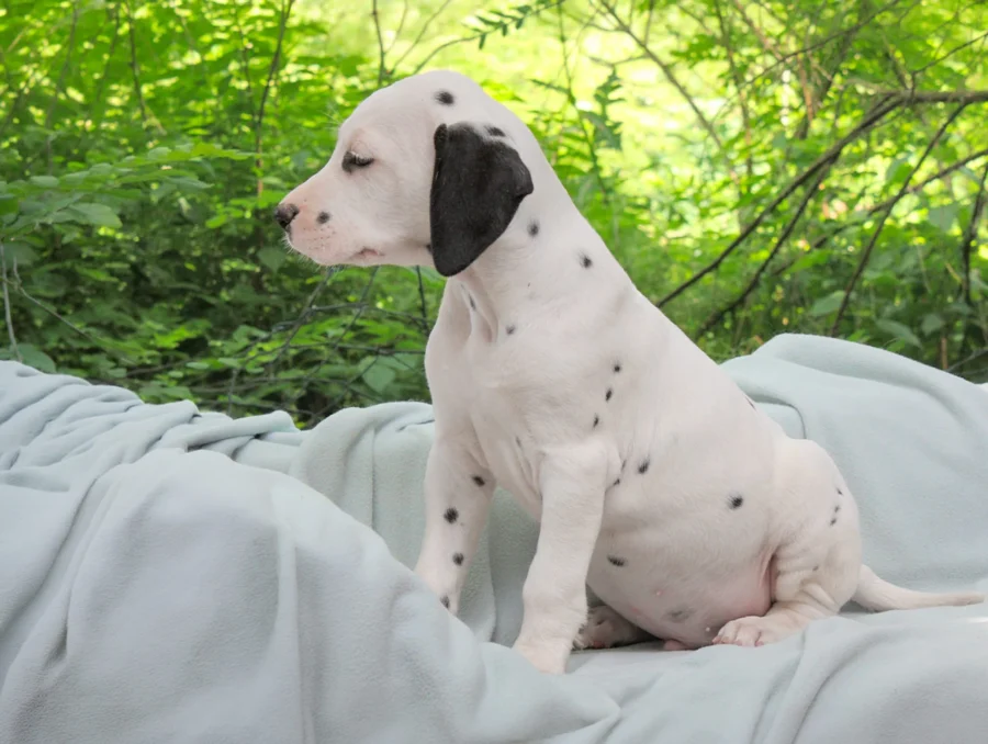 Dalmata Atlas4