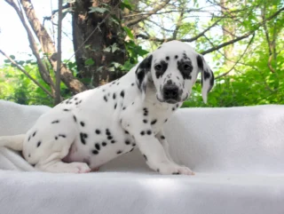 Dalmata Lory1