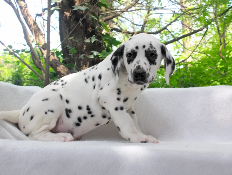 Vendita Cuccioli Dalmata