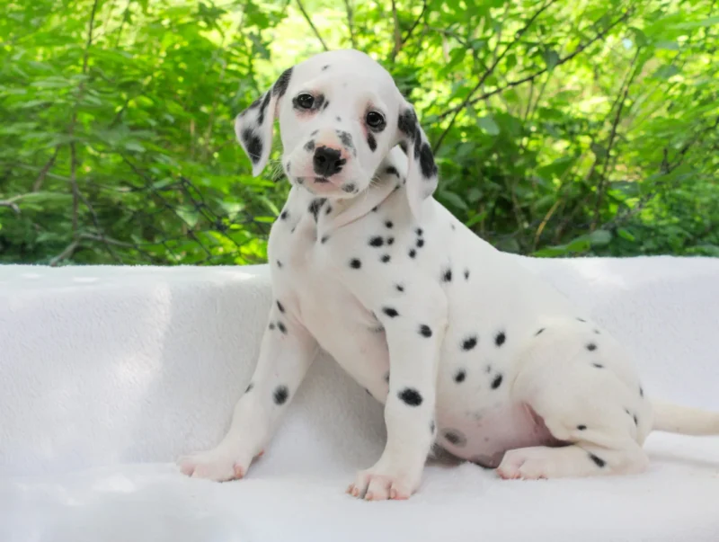 Allevamento Cuccioli Dalmata
