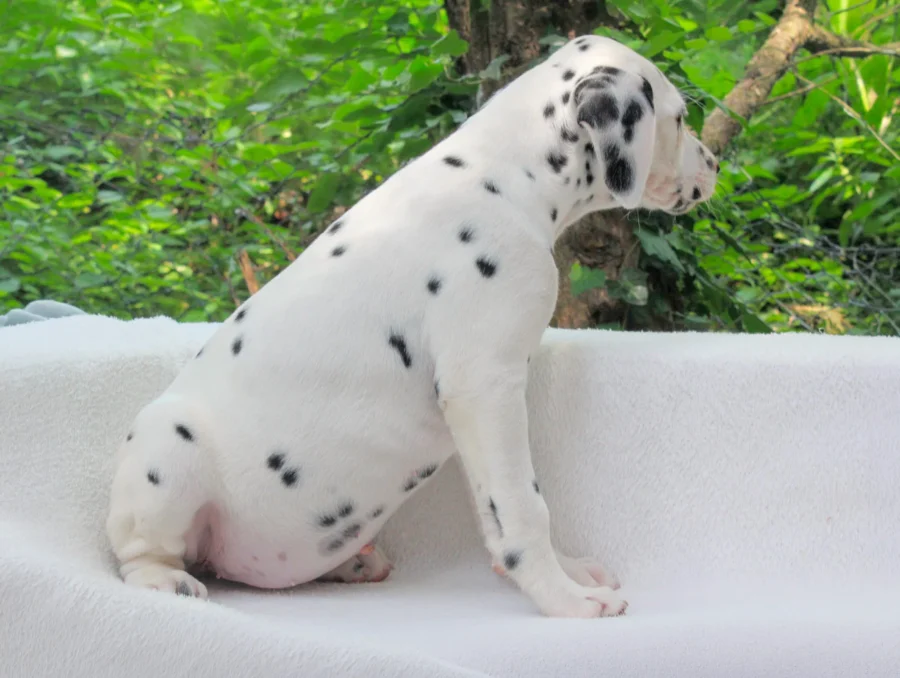 Dalmata Maya2