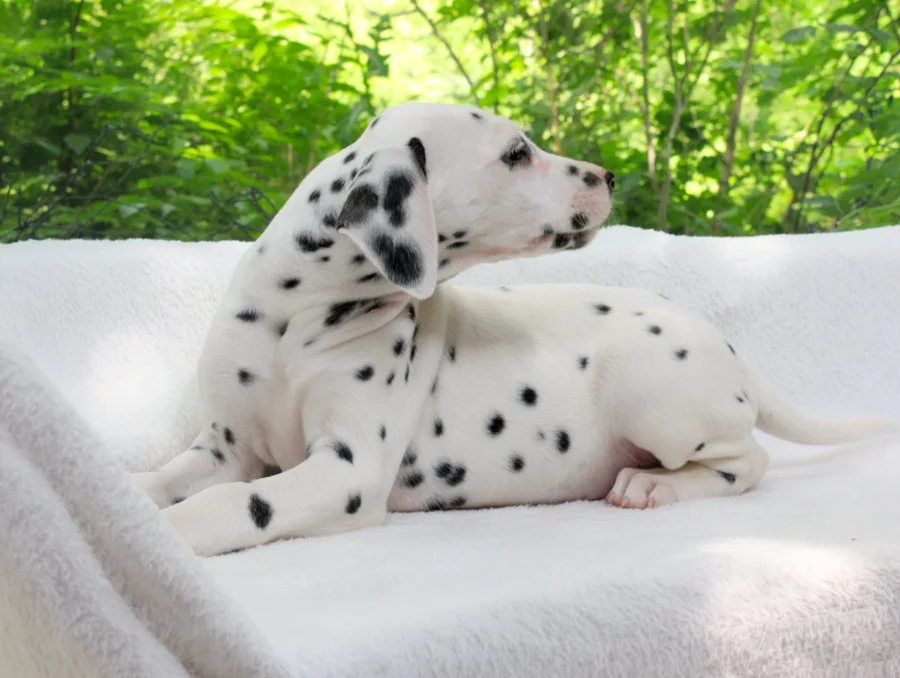 Dalmata Maya3