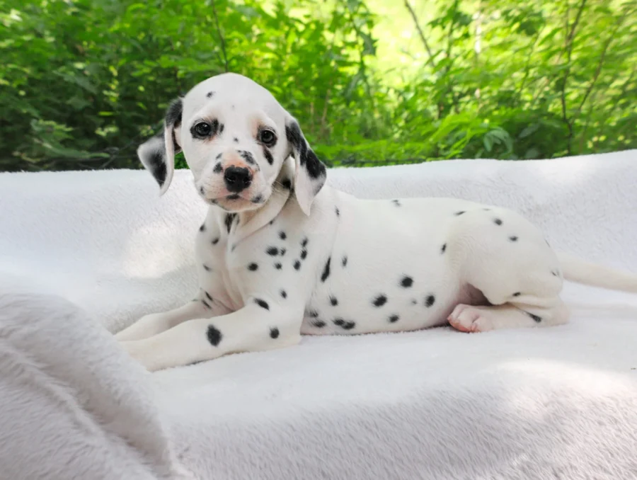 Dalmata Maya4