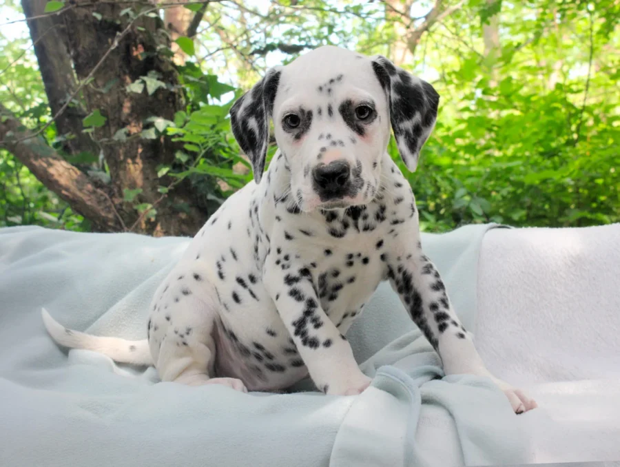 Dalmata Siro1