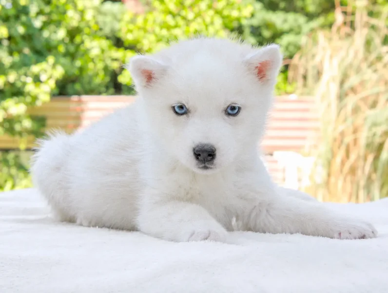Allevamento Husky