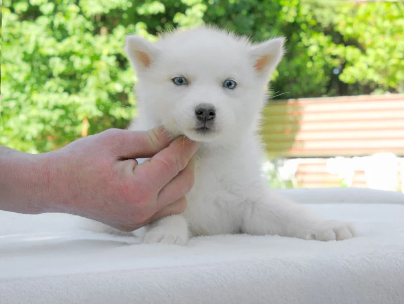 Allevamento Husky
