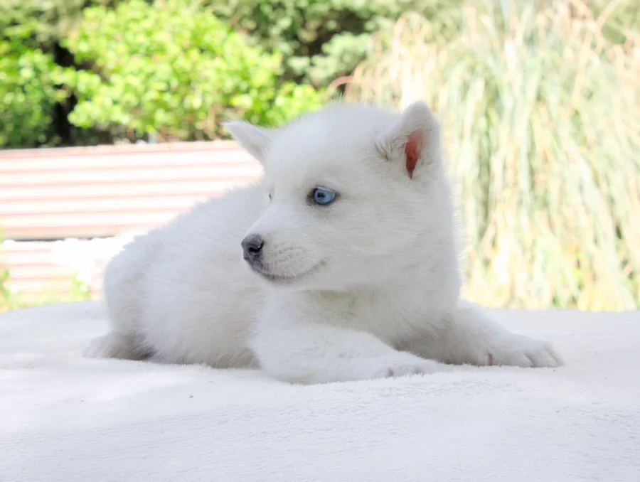 Husky Hayes2