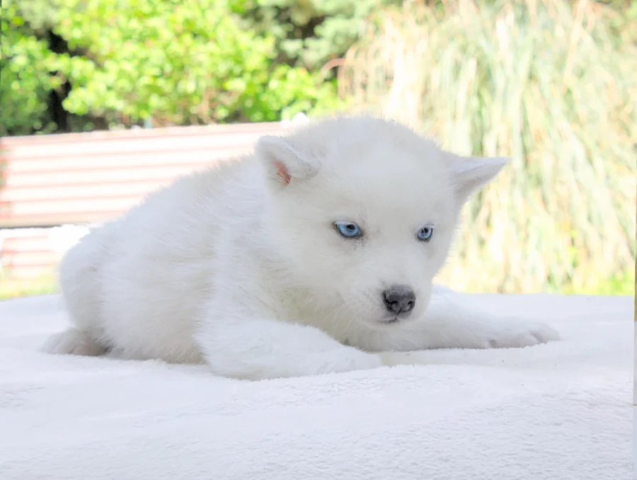 Husky Hayes3