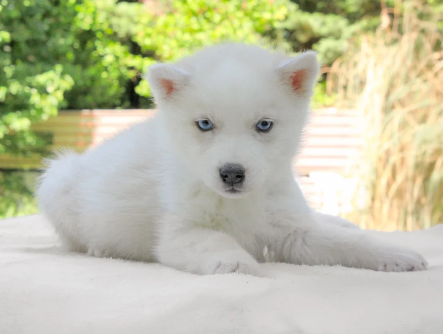 Husky Hayes4
